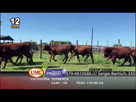 Lote 120 Terneros en Virasoro, Corrientes
