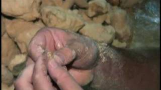 Ancient Little People Found?