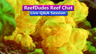ReefDudes Reef Chat - Live Q&A Session