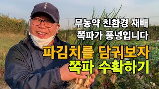 파김치 담구기용 쪽파 수확하기 / 쪽파가 너무 너무 잘 자랐어요. ^^