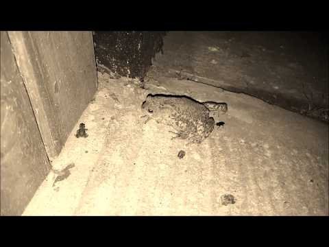 Kröte frist kleine Kröte