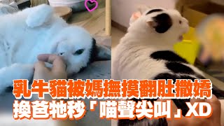 乳牛貓被媽撫摸翻肚撒嬌　換爸牠秒「喵聲尖叫」XD ｜#寵物雲