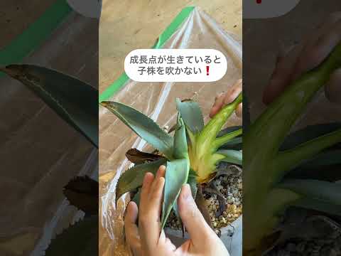 リュウゼツラン ストリクスタ