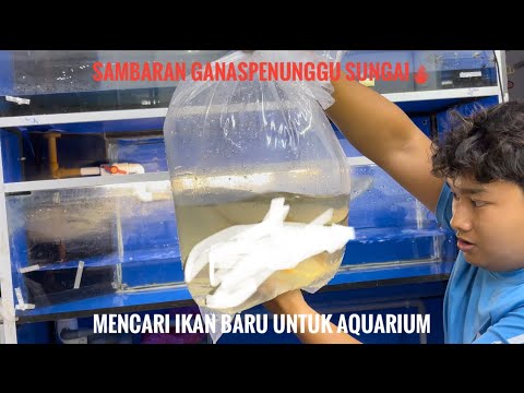 Mencari penunggu sungai untuk hiasan // stream fishing // DAIWA zillion SV // DAIWA wise stream