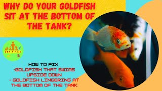 Why do your Goldfish sit at the bottom of the tank? | Why do goldfish go swimming upside down?