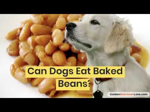 download lagu mp3 mp4 Can Dogs Eat Baked Beans, download lagu Can Dogs Eat Baked Beans gratis, unduh video klip Can Dogs Eat Baked Beans