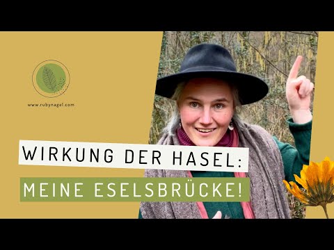 So wirkt die Hasel: meine Eselsbrücke!
