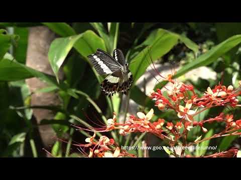 オビモンアゲハの飛翔