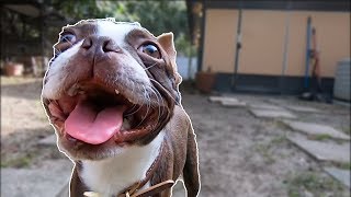 SloMo Boston Terriers will 100% make you SMILE