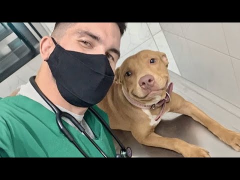 La réaction la plus drôle d'un chien est celle d'un vétérinaire.