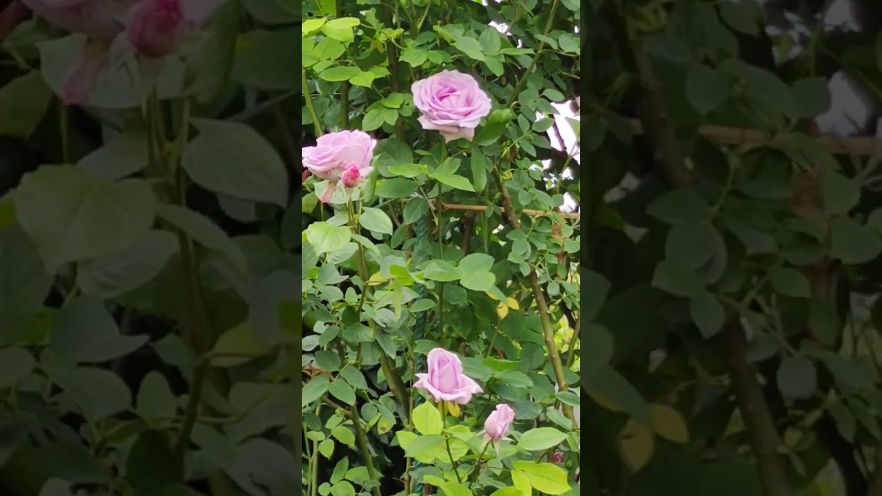 Роза Индиголетта (3 сезон в саду) 29.05.2023