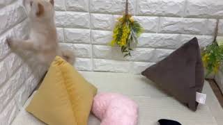 豆柴の動画01