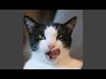 Funny Quirky Comedy