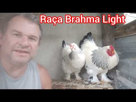 Brahma Light Chicken: See the eggs and how to hatch them