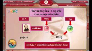 สื่อการเรียนการสอน กฎของเมนเดล ตอนที่ 3ม.3วิทยาศาสตร์