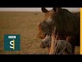 Could Farming Rhinos Save Them From Extinction BBC Stories