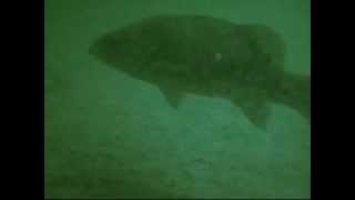 preview picture of video 'Chasing Fish While Scuba Diving on 7-11-2011.wmv'