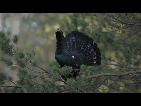 Tetrao urogallus Metsis.