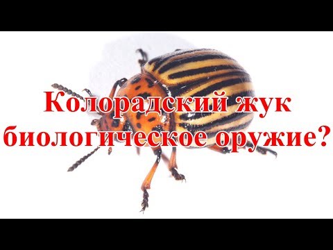 Колорадский жук - биологическое оружие?