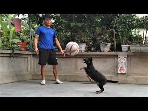 Black Tansu Dog In The Countryside | Black Tansu Dog Play With Soccer