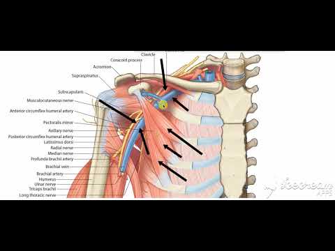Pectoralis minor 5