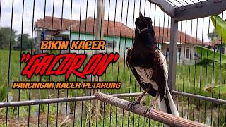 Download lagu Suara Kacer ini Bikin Kacer Lawan Emosi Gacor, Pancingan Kacer Agar Cepat Emosi Gacor mp3 Download lagu Suara Kacer ini Bikin Kacer Lawan Emosi Gacor, Pancingan Kacer Agar Cepat Emosi Gacor mp3