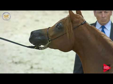 N.79 AJ WARDA - Dubai 2019 - Mares in age 4- 6 years old