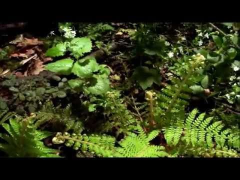 Hangtud may kinabuhi -by Victory Band (New Album)