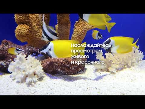 Технология QLED