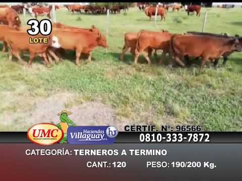 Lote 120 Terneros en Entre Ríos, Federación