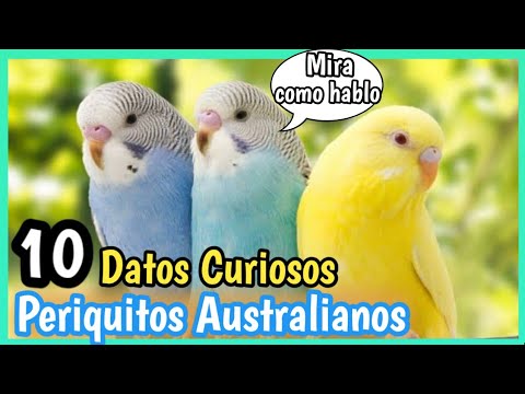 PERIQUITOS AUSTRALIANOS 🐦| 10 Datos Curiosos de Pericos hablando y Cantando!