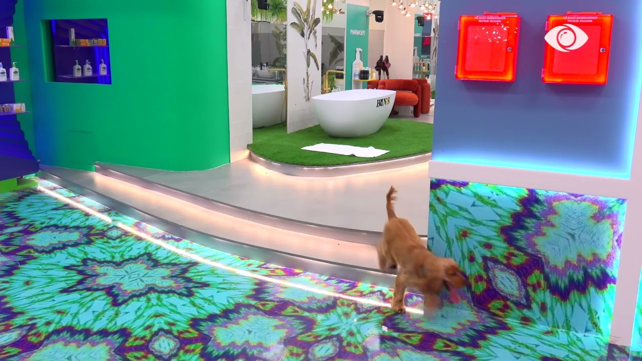 Një “vizitor” i papritur në shtëpi, si reaguan banorët