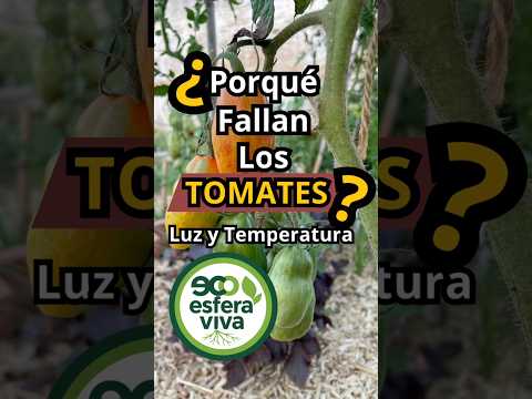 Tomato Growth Stalled? Uncover the REAL Reasons!