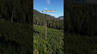 Have you seen Canada’s 2nd largest Douglas-fir? Big Lonely Doug, Vancouver Island, British Columbia