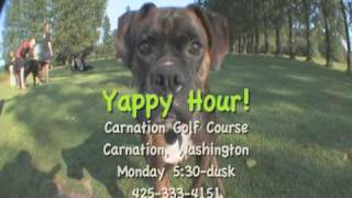 preview picture of video 'Yappy Hour at Carnation GC'