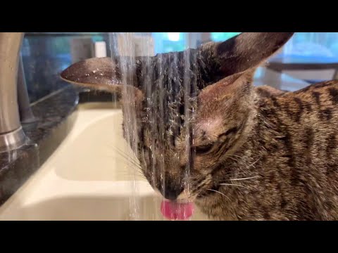 Savannah Cat Zara Loves Being In Water