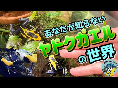 園芸 ぬるぬるドドナ、アマガエル、アーネット