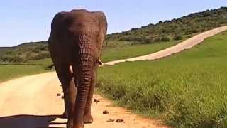 preview picture of video 'Oog in oog met Olifant in Zuid-Afrika'