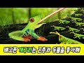 Hungry Forg Likes Insects2ㅣinsects Animation For ChildrenㅣCoCosToy