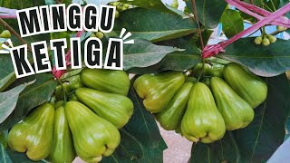 Download lagu THIRD WEEK‼️GIANT GREEN GUAVA TOWARDS RIPENING PROCESS‼️ mp3 Download lagu THIRD WEEK‼️GIANT GREEN GUAVA TOWARDS RIPENING PROCESS‼️ mp3
