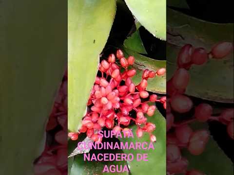 SUPATÁ CUNDINAMARCA NATURALEZA Y AGUA