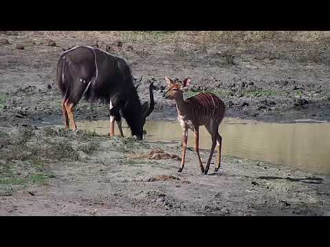 Djuma: Nyalas - 15:01 - 04/23/19