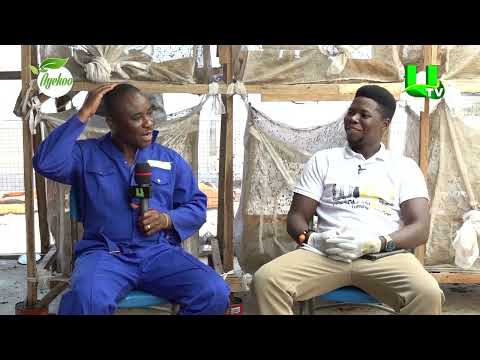 AYEKOO: HOW BLACK SOLDIER FLY FARMING CAN TRANSFORM GHANA’S AGRICULTURE – WIGGLING GOLD FARM