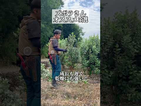 ピンクの忍び寄るセアノーテ: この観賞用低木をどのように栽培し維持するか?  庭園