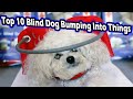 top 10 blind dogs walking into things