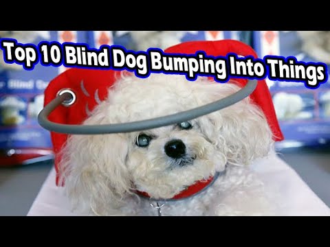 download lagu mp3 mp4 Blinddogs Com, download lagu Blinddogs Com gratis, unduh video klip Blinddogs Com