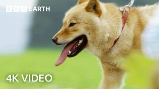 Shiba Inu Dog vs Thieving Monkeys in Japan | 4K UHD | Wild Japan | BBC Earth