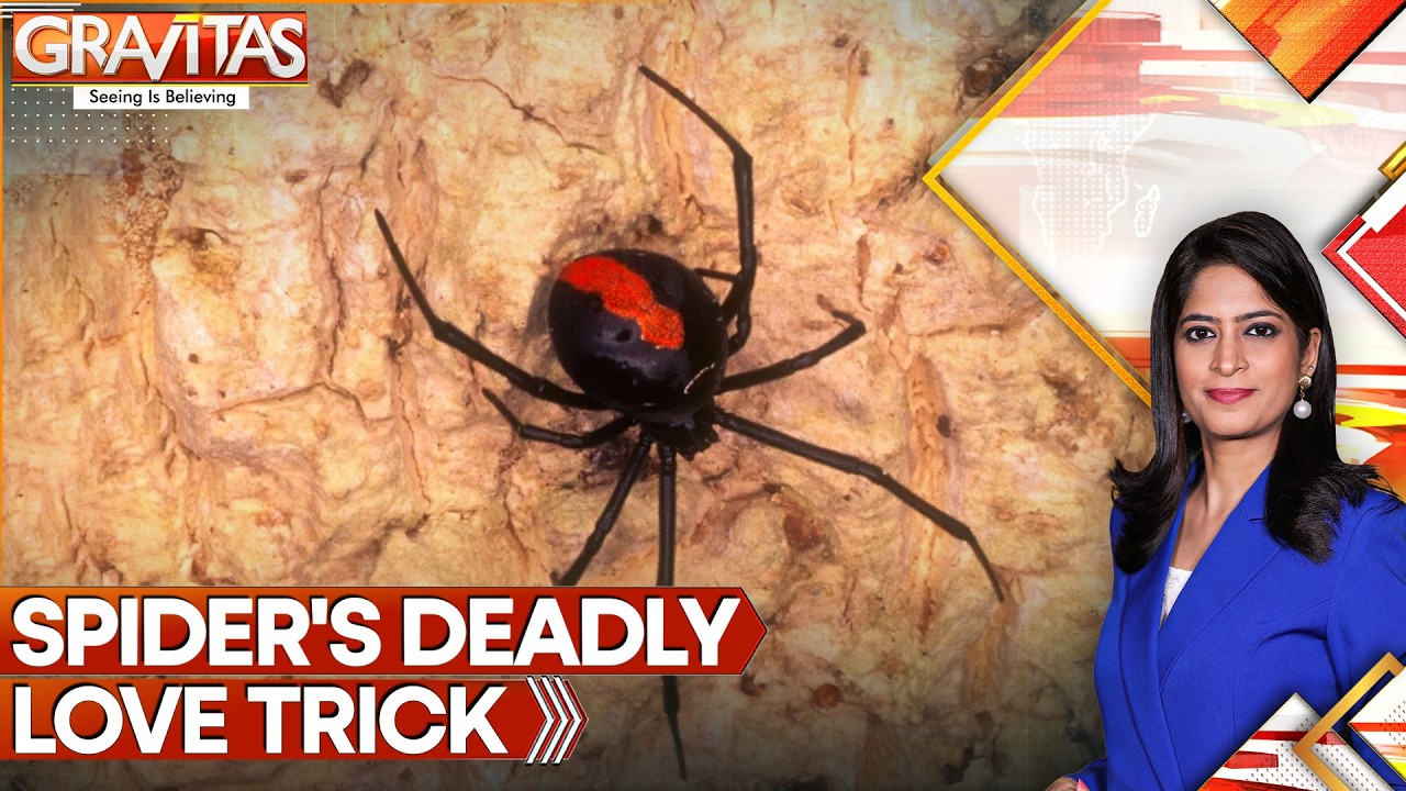 Spider’s Deadly Love Ritual: Why Male Redbacks Leap To Their Death | GRAVITAS