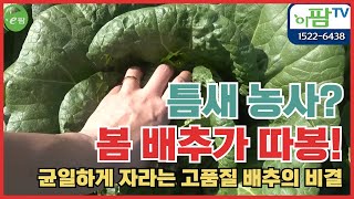 봄배추 상인들이 고민합니다. 이 배추를 얼마를 줘야하나...