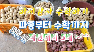 하지감자 수확..관리기두둑 만들기 도움으로 5배정도 ~